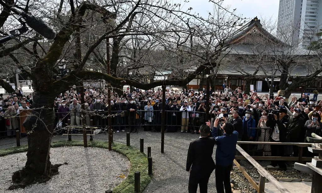 ▲日本觀光廳調查，赴日旅遊的外國觀光客感到困擾的事情，旅遊景點擁擠最新入榜。（圖／美聯社／達志影像）