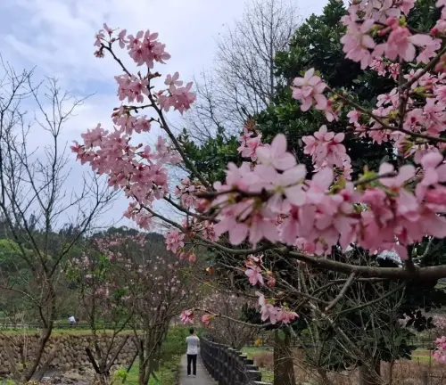 ▲土城希望之河除了有櫻花，還有喜慶的炮仗花廊道，歡迎民眾前往散心。（圖／新北市農業局-稼日蒔光臉書）