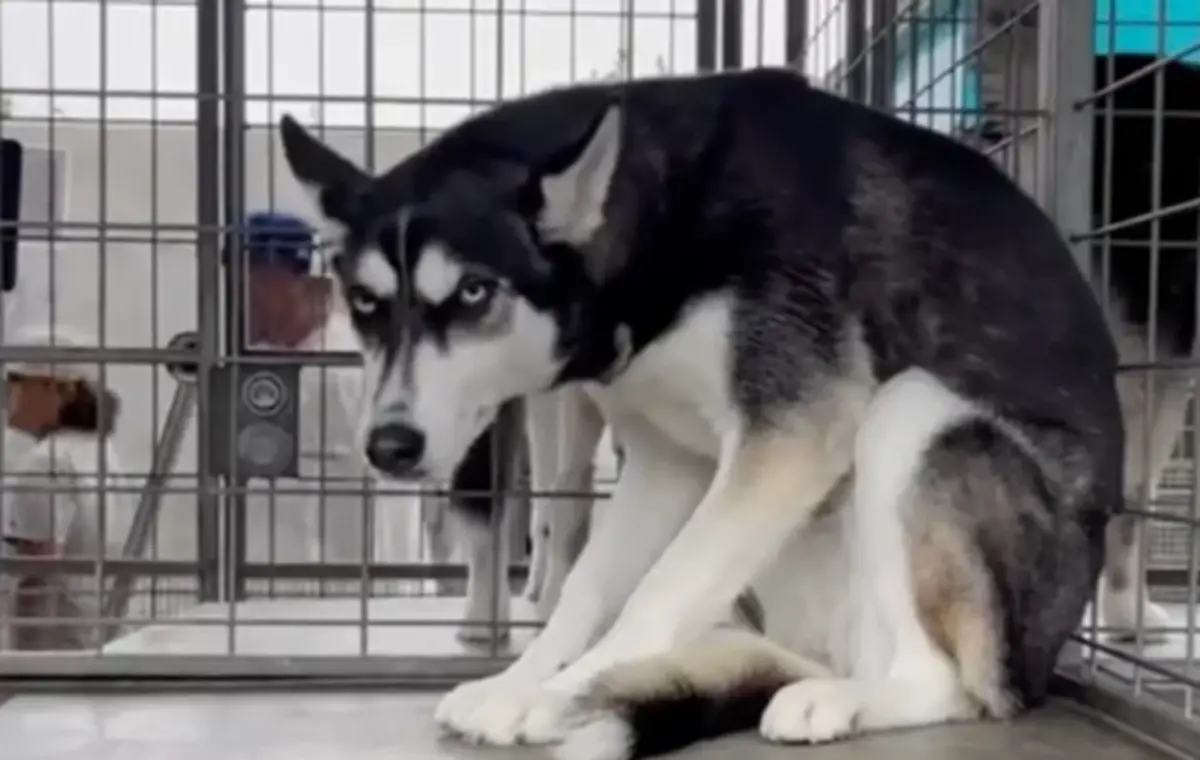 ▲一隻名叫六月（June ）的哈士奇，被前主人送到Stacy Hope Rescue 動物收容機構，驚覺被拋棄的牠直接失去自信。（圖／The DoDo）