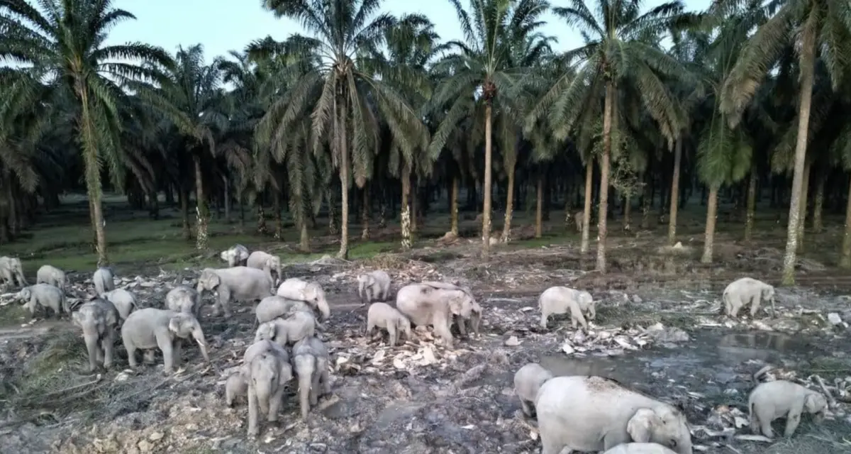 ▲香蕉園主人黃誌慶近期在臉書上分享影片，關於超過40隻大象入侵香蕉園，超過3000棵香蕉樹毀損。（圖／翻攝自臉書）