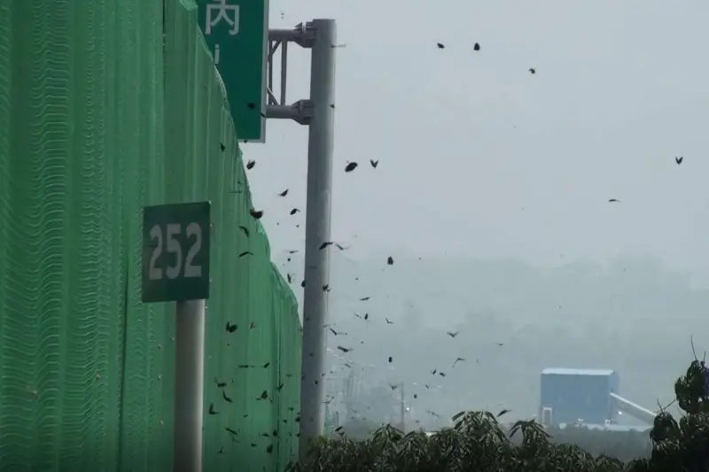 ▲國道3號雲林林內觸口路段12日監測到5萬5000多隻，創下每分鐘690隻瞬間蝶流量紀錄。（圖／茂管處）