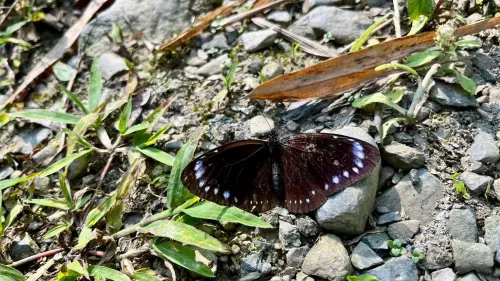 ▲紫斑蝶是全世界唯二越冬型蝴蝶，每年約10月至隔年2月，從台灣北部往南飛行，飛抵茂林區周邊溪流山谷躲避寒冬，春季則再次北返。（圖／茂管處）