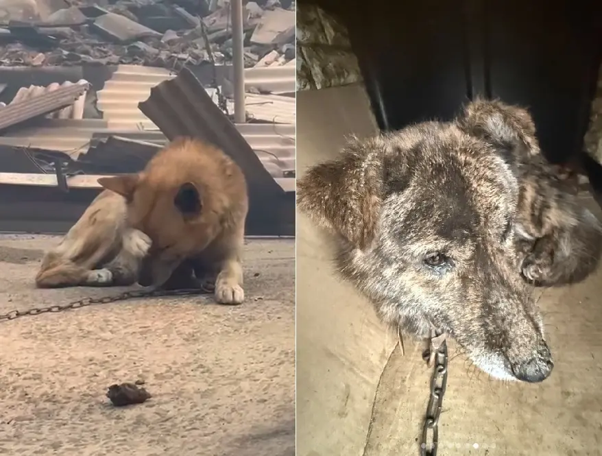 ▲韓國超大規模野火重創多地，撤離兩萬多人，不少動物來不及逃生遭燒傷。（圖／擷取自@we.a.c.t／IG）