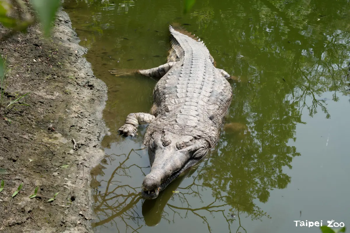 ▲台北市立動物園內重達7百公斤的馬來長吻鱷「酷龍」，在近期回歸雨林動物區。（圖／北市動物園）