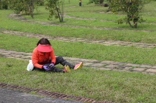 ▲台北內湖運動公園春天常出現蹲坐在草地上拔草的民眾，全為了1斤最貴可賣到4000元的藥用植物「一葉草」。（圖／臺北市工務局衛生下水道工程處提供）