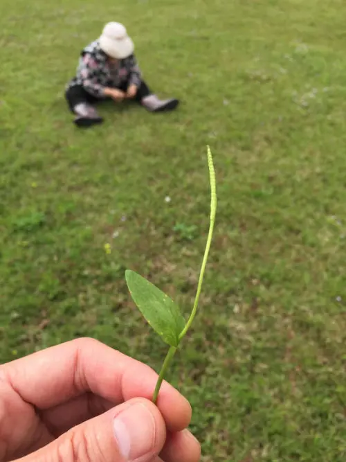 ▲一葉草植株通常只長一葉,故得此名。(圖/臺北市工務局衛生下水道工程處提供) ▲一葉草植株通常只長一葉,故得此名。(圖/臺北市工務局衛生下水道工程處提供)