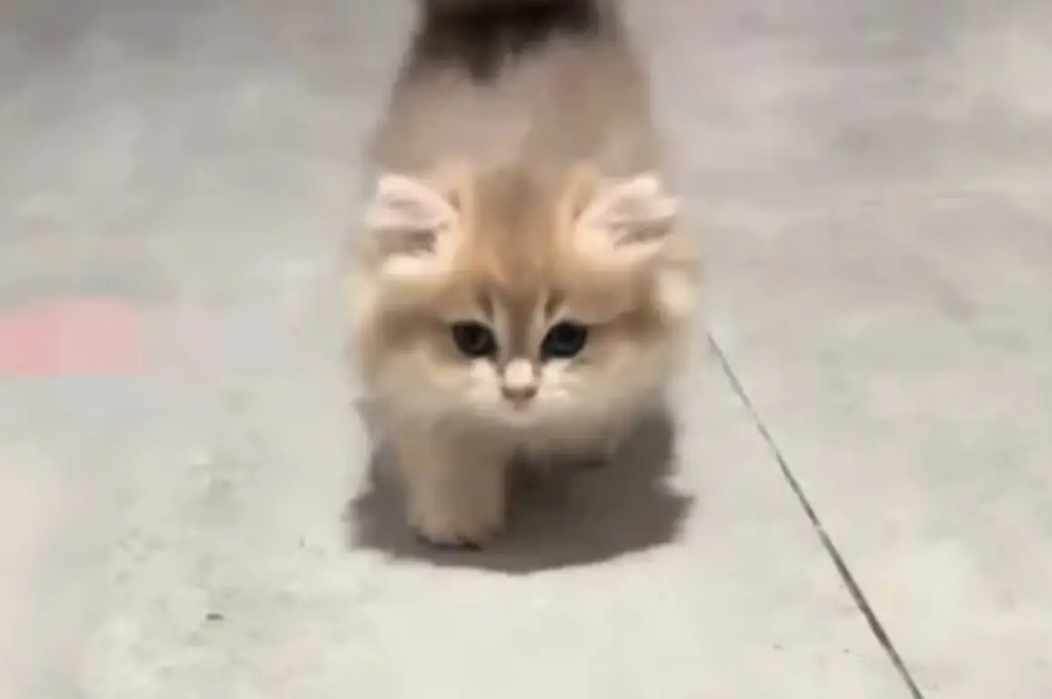 ▲大陸一名女子收編了一隻超萌小奶貓回家，當時獸醫檢查完之後表示：「這貓長大尾巴很大」，女子本來不相信，直到1年後大傻眼。（圖/微博）