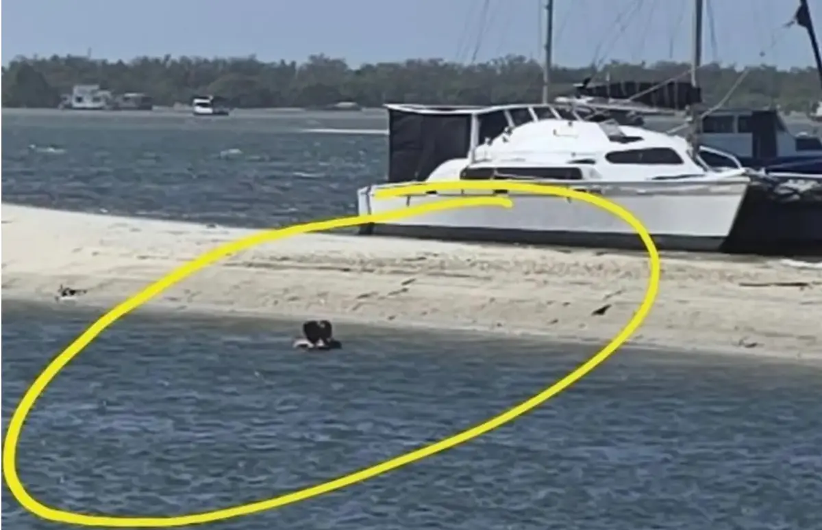 ▲澳洲黃金海岸上演一起令人咋舌的活春宮敲詐案件。（圖／翻攝自X）