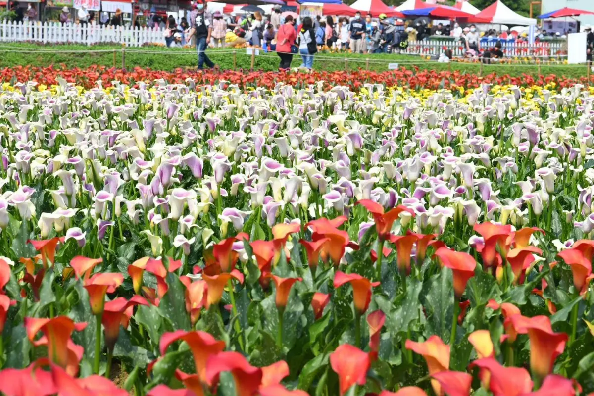 ▲「2025桃園彩色海芋季」將於明（29）日至4月6日在大園溪海休閒農業區盛大舉行。（圖／取自桃園彩色海芋季臉書）