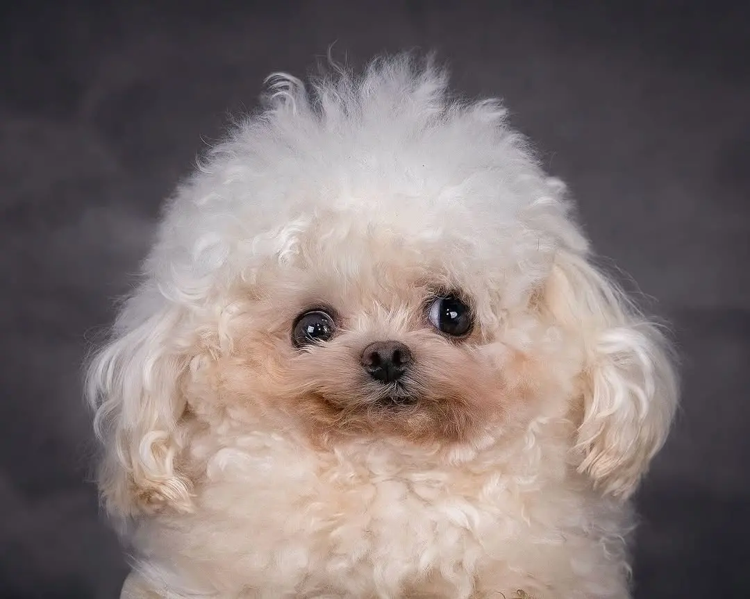 ▲來自韓國的比熊犬Lufy因體型異常迷你，僅4個月大就出現呼吸困難、脊椎嚴重彎曲等健康問題，甚至後腳癱瘓，雖然狗生經歷波折，見到人卻總是露出快樂的微笑。（圖／翻攝自IG@sahara_kennel_rescue）