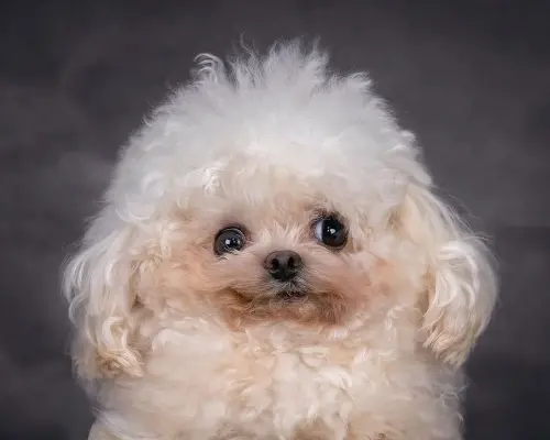 白比熊養4個月太小隻！飼主「見檢查結果」崩潰　牠微笑萬人心疼
