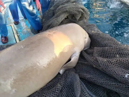 稀有儒艮現蹤台灣！「美人魚」隔88年再現　專家一看嗨翻：超罕見
