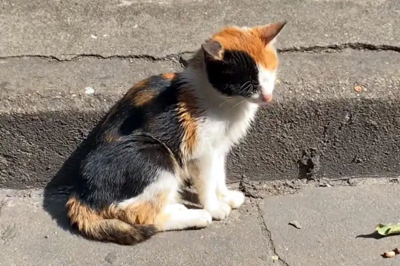 ▲有隻三花貓曬著太陽緊閉雙眼的模樣被民眾拍了下來，怎料經過獸醫檢查後，其實這隻三花貓的情況相當不妙。（圖／翻攝搜狐）