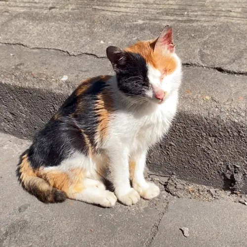 三花貓被女子發現情況危急,眼皮周圍還有血痕。(圖/翻攝搜狐) ▲三花貓被女子發現情況危急,眼皮周圍還有血痕。(圖/翻攝搜狐)