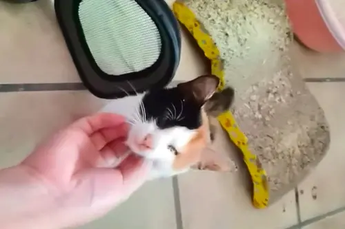 三花貓雖然一隻眼睛失明,但行為和普通貓咪沒有差別,同樣會找主人撒嬌賣萌。(圖/翻攝搜狐) ▲三花貓雖然一隻眼睛失明,但行為和普通貓咪沒有差別,同樣會找主人撒嬌賣萌。(圖/翻攝搜狐)