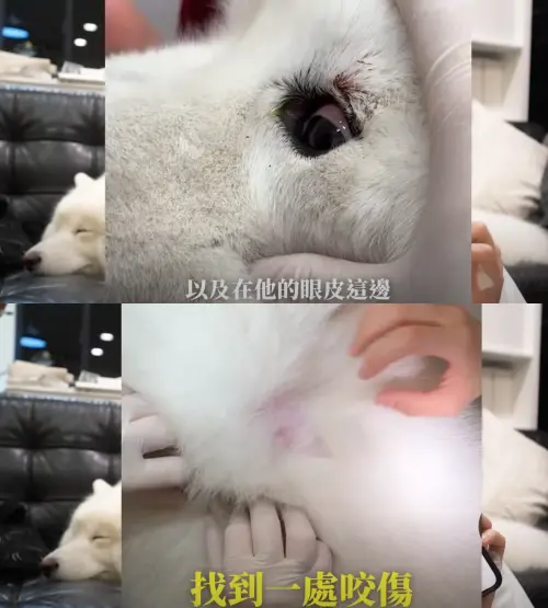 卡特帶愛犬Pumpkin出門散步,結果卻被一隻沒牽繩的牧羊犬咬傷,Pumpkin的傷勢讓他覺得無奈又心痛。(圖/翻攝自YouTube 卡特) ▲卡特帶愛犬Pumpkin出門散步,結果卻被一隻沒牽繩的牧羊犬咬傷,Pumpkin的傷勢讓他覺得無奈又心痛。(圖/翻攝自YouTube 卡特)