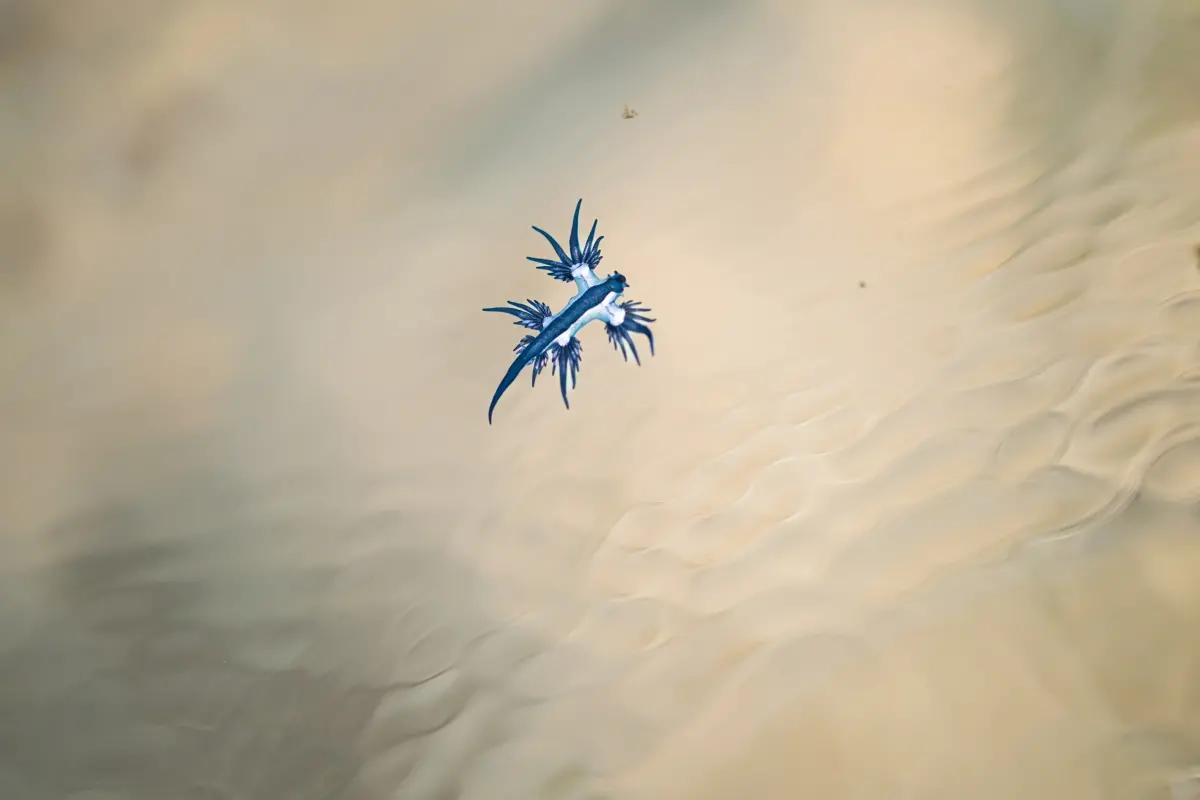 ▲有「海裡最美殺手」稱號的海蛞蝓「海神」，日前在小琉球和墾丁現蹤，專家呼籲海神有毒性，提醒民眾千萬不要碰觸以免中毒。（圖／潛水教練玉米提供）