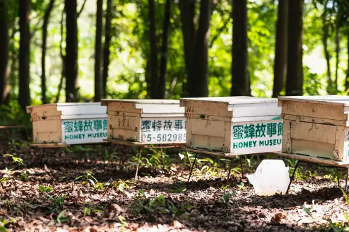 ▲古坑綠色隧道附近還有蜜蜂故事館,可以在館內認識到蜜蜂一生以及各種文創品,還有古坑蜂蜜能購買。(圖/翻攝蜂蜜故事館臉書) ▲古坑綠色隧道附近還有蜜蜂故事館,可以在館內認識到蜜蜂一生以及各種文創品,還有古坑蜂蜜能購買。(圖/翻攝蜂蜜故事館臉書)