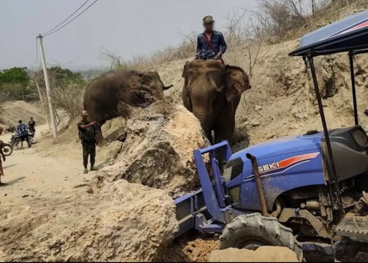 ▲緬甸民主派反抗組織「民族團結政府」與人民反抗軍參與地震救援，甚至出動大象清理道路。（圖／擷取自NUGMyanmar)