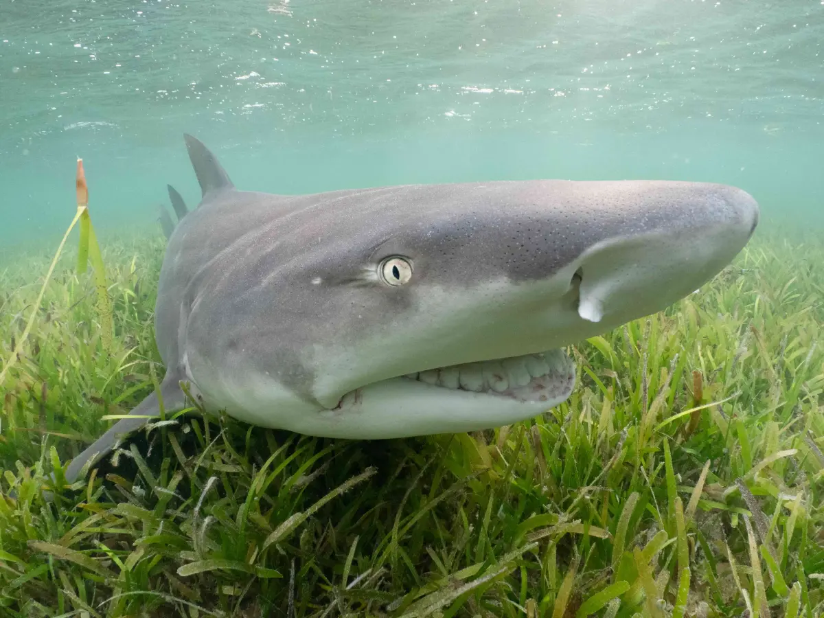 ▲東沙環礁國家公園為全台首座海洋型國家公園，同時也是藍碳種源庫與復育基地。（圖／國家公園署）