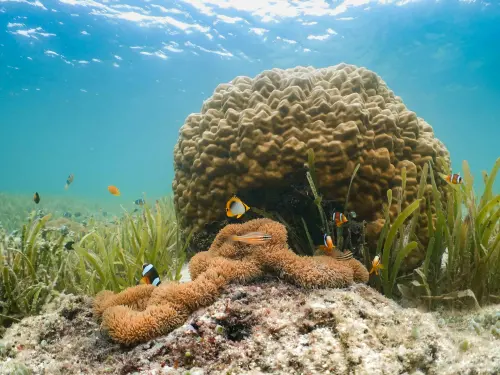 ▲ 東沙環礁國家公園為全台首座海洋型國家公園，同時也是藍碳種源庫與復育基地。（圖／國家公園署）