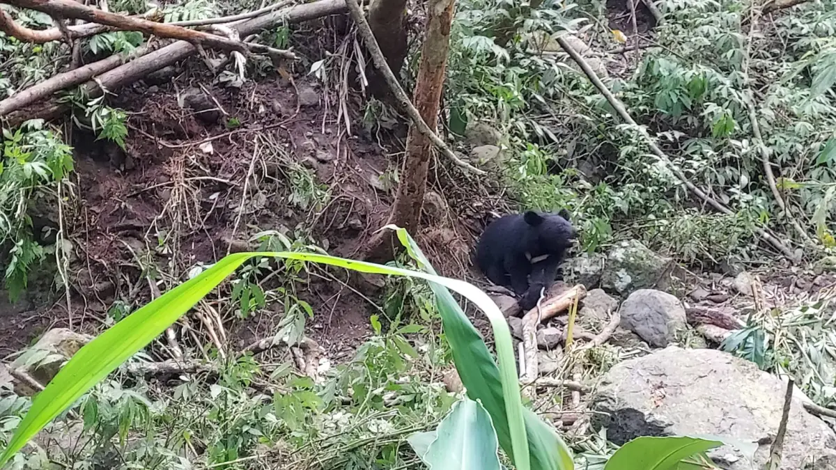 ▲台中烏石坑一處樹林溪溝有黑熊受困陷阱，29日清晨前往現場啟動救援。（圖／林業保育署臺中分署）