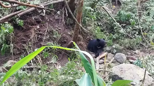 台中烏石坑台灣黑熊受困陷阱獲救後突猝死 遺體送獸醫研究所解剖
