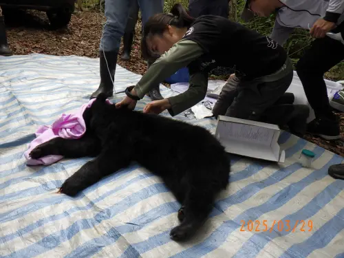 ▲獸醫師團隊將黑熊麻醉後於現場進行初步檢傷處置。（圖／林業及自然保育署臺中分署）