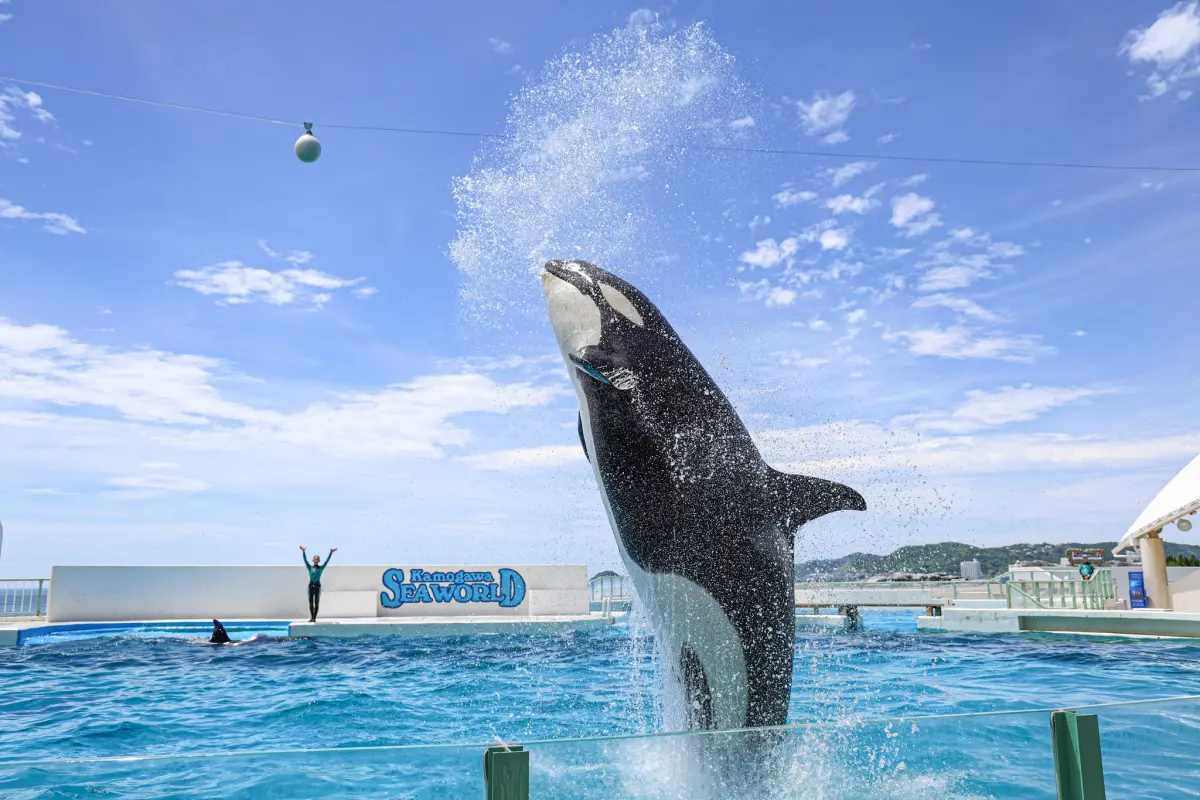 ▲人妻告小三，拿先生帶全家去日本觀賞虎鯨表演的合照，認為第三者早知男方有家室。（圖／翻攝鴨川シーワールド Kamogawa Sea World臉書）