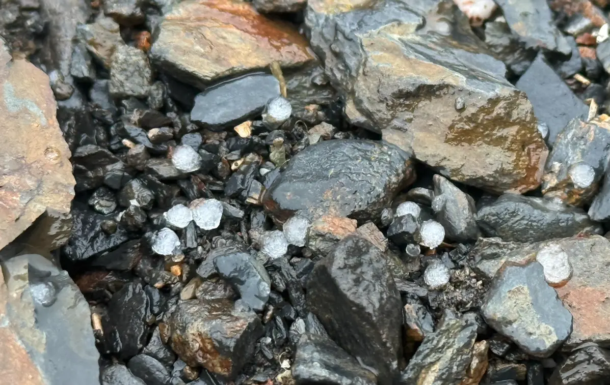 ▲玉山氣象站今日早上10時05分至15分，發現外頭下起冰雹，一顆顆如碎石的透明冰晶大範圍落在地面，畫面相當壯觀。（圖／氣象署提供）