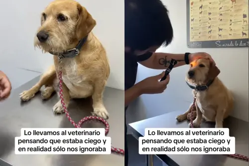 ▲唐路易斯在車禍後常常不理人，原本以為是失明了，沒想到給獸醫檢查視力後發現只是單純心情不好。（圖／TikTok@fundacionsantaspatitas）