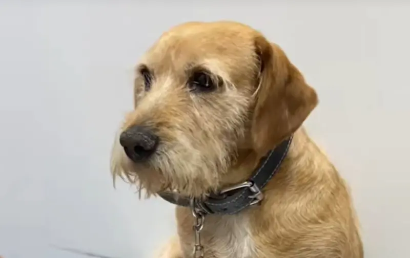 ▲有隻看起來相當厭世的狗狗在車禍後時常不理人，救援組織以為是因為車禍導致失明，沒想到獸醫卻直白表示「是故意的！」（圖／TikTok@fundacionsantaspatitas）