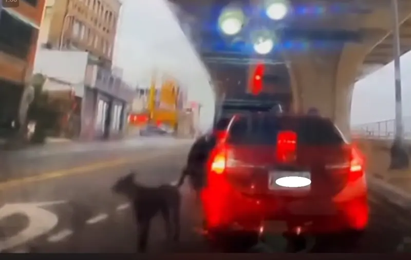 ▲主人打開車門，在快車道將小黑狗放下車。（圖／翻攝網路，2025.03.31）