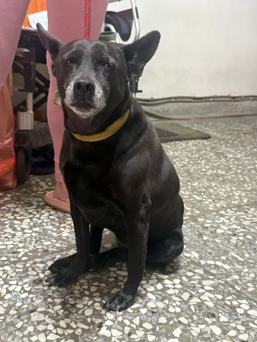 ▲雖然小黑狗已回家，但飼主將狗狗遺棄車陣中的行為，仍遭罰1萬5千元。（圖／民眾提供，2025.04.01）