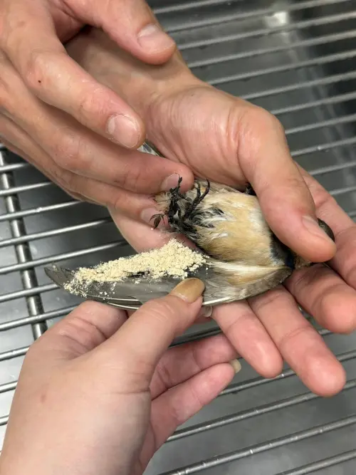 ▲林園區的電線塗抹「驅避劑」驅趕鳥類,卻發生大量燕子羽毛被藥劑沾黏,而無法飛翔,摔落路面。(圖/市議員邱于軒辦公室提供) ▲林園區的電線塗抹「驅避劑」驅趕鳥類,卻發生大量燕子羽毛被藥劑沾黏,而無法飛翔,摔落路面。(圖/市議員邱于軒辦公室提供)