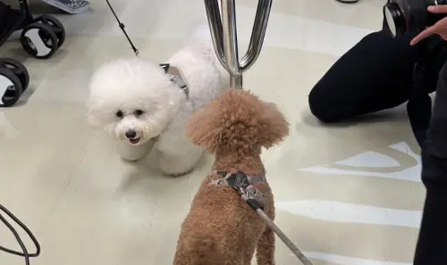 北捷寵物友善列車4/11登場！狗狗免關籠就能上車　搭乘方式一次看