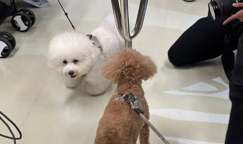 北捷寵物友善列車4/11登場！狗狗免關籠就能上車　搭乘方式一次看