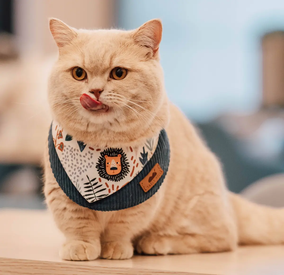 ▲想幫毛孩增添春夏穿搭亮點，手工領巾絕對是必備單品！尾巴丘精心挑選多種花色和款式，滿足飼主需求。（圖／尾巴丘毛孩選物提供）