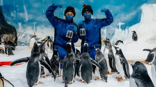 ▲「我與企鵝的0.1毫米」企鵝飼育照護體驗將於六月底截止。(圖/屏東海生館提供) ▲「我與企鵝的0.1毫米」企鵝飼育照護體驗將於六月底截止。(圖/屏東海生館提供)