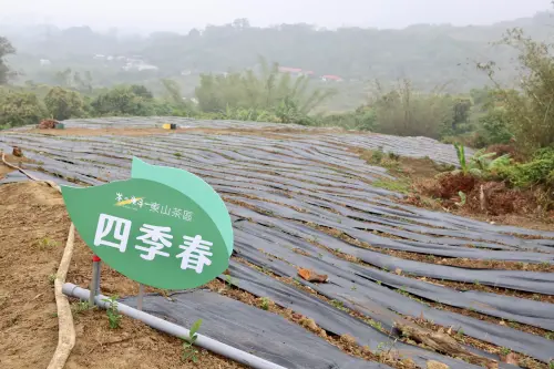▲「茶之魔手」在農業部茶及飲料作物改良場協助下,於臺南市東山區找到適合種植茶葉地點並建置自有茶葉產區。(圖/南市府提供) ▲「茶之魔手」在農業部茶及飲料作物改良場協助下,於臺南市東山區找到適合種植茶葉地點並建置自有茶葉產區。(圖/南市府提供)