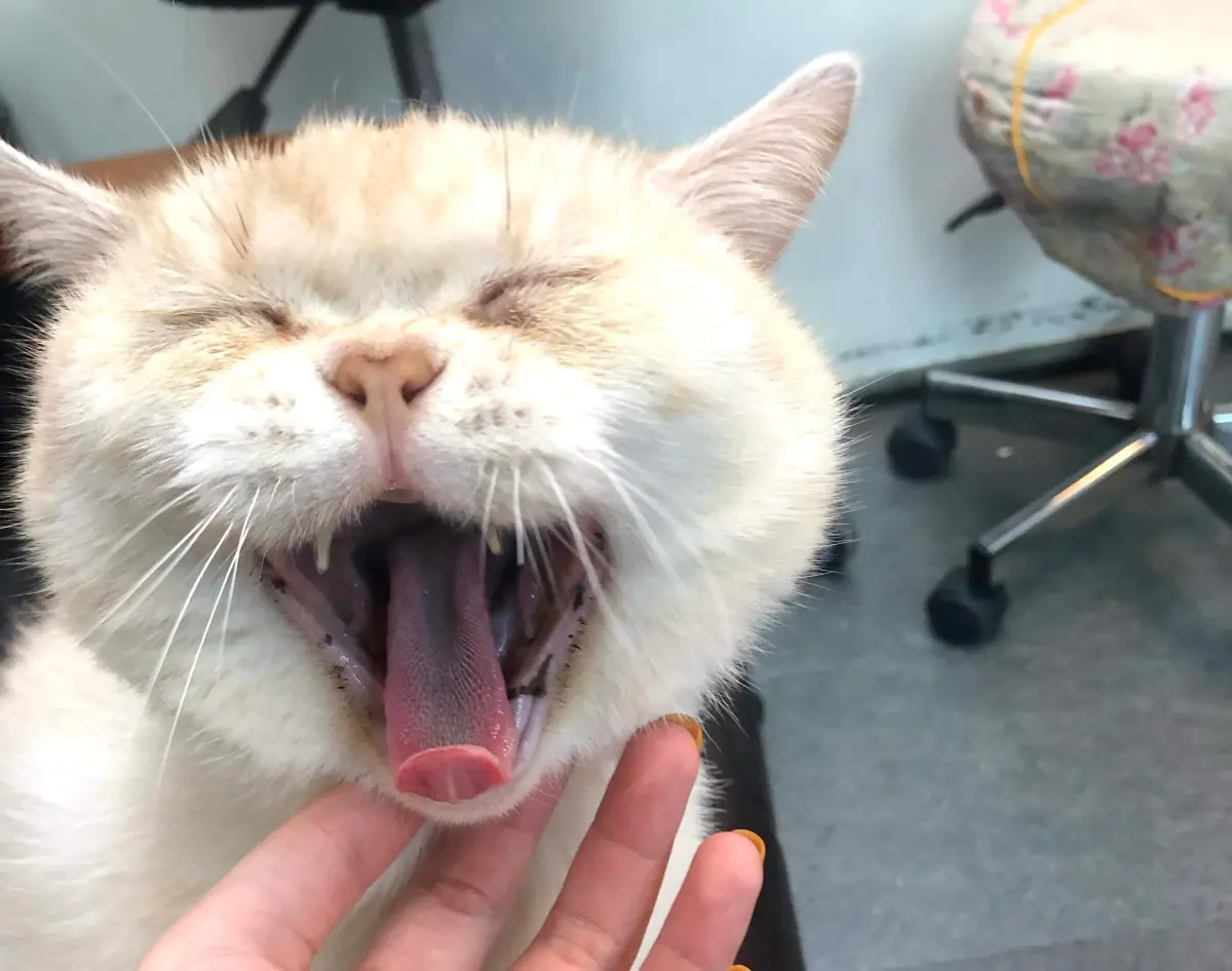 ▲4月4日不只是台灣兒童節，也是台灣貓節，別忘記找家中的貓貓一起歡慶。（示意圖／記者鍾怡婷攝）