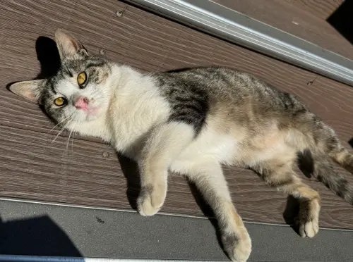 二手菸、三手菸也傷毛小孩！貓咪舔毛罹「口腔癌」風險暴增4倍
