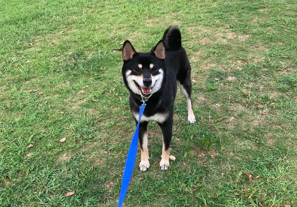 ▲原PO花700日圓租借了一隻黑色柴犬，本來期待能開心奔跑，結果這隻柴柴幾乎全程趴在草地上罷工，完全不為所動。（圖／翻攝自X）