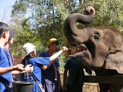▲八弟(右起)、雷艾美、MAX、和阿傑餵大象吃東西,近距離和牠們互動。(圖/三立提供) ▲八弟(右起)、雷艾美、MAX、和阿傑餵大象吃東西,近距離和牠們互動。(圖/三立提供)