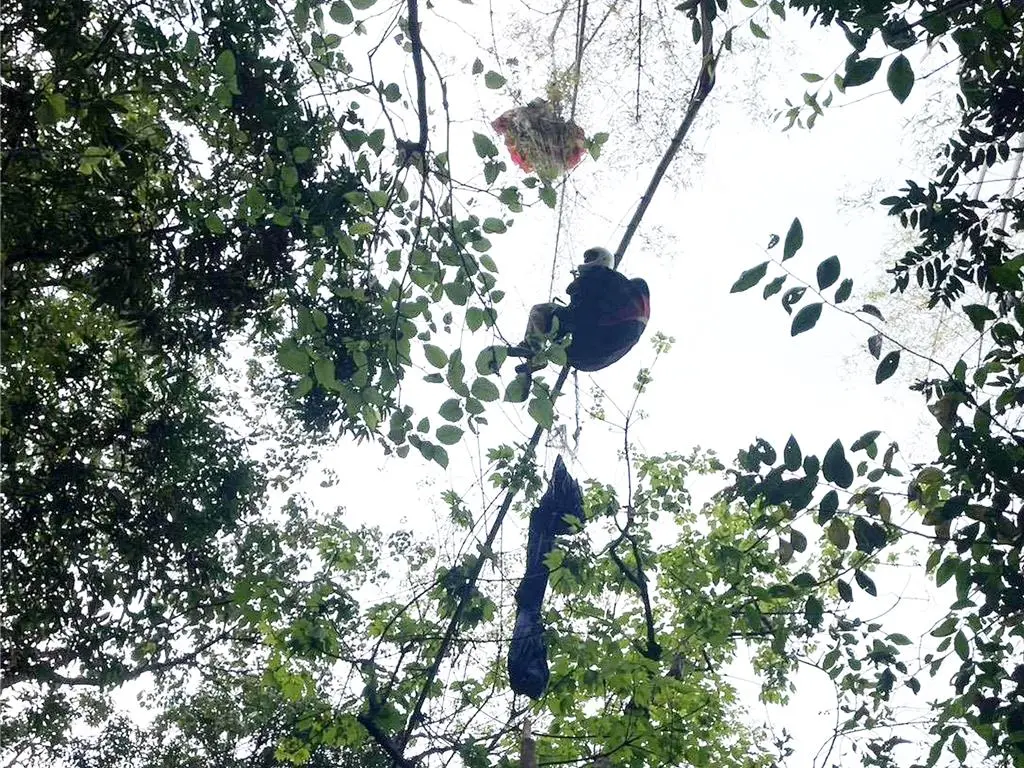 ▲屏東縣賽嘉飛行場今（4）日有飛行傘玩家掛在賽嘉林道附近10餘公尺高樹枝上。（圖／屏東縣消防局）
