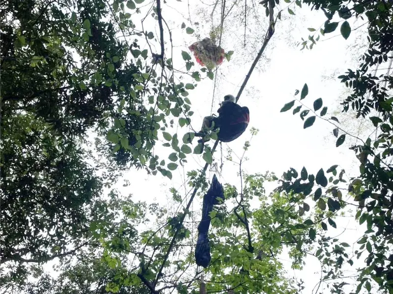 ▲屏東縣賽嘉飛行場今（4）日有飛行傘玩家掛在賽嘉林道附近10餘公尺高樹枝上。（圖／屏東縣消防局）