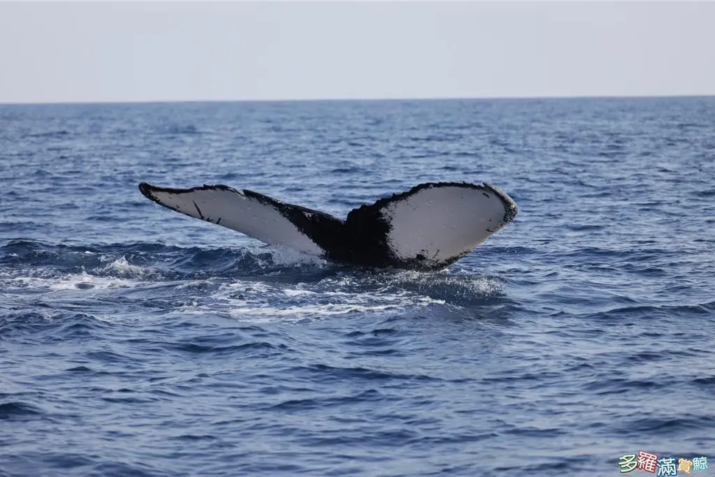 ▲花蓮外海在清明連假第一天時，有業者發現罕見鯨魚「大翅鯨」現身，讓不少遊客都非常驚喜。（圖/多羅滿賞提供）