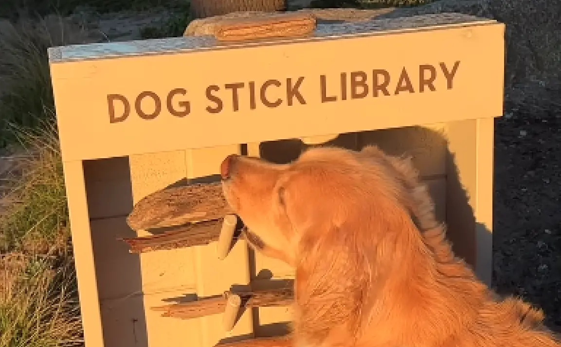 ▲美國加州一間海灣度假飯店就把這概念變成現實，打造出超可愛的「狗狗木棍圖書館」，讓毛孩們也能開心選木棍、盡情奔跑玩耍，創意設計讓網友大讚且瞬間爆紅。（圖／翻攝自IG＠bakerbarnes）