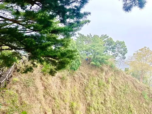 台中大坑眺景秘境開箱 5號步道感受雲霧繚繞風情 ▲大坑5號山陵縱走步道行走於海拔介於595至859公尺之間(圖/觀旅局提供2025.4.6)