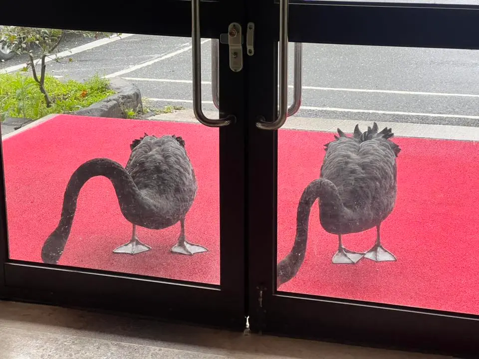 ▲今（6）日上午，武陵農場行政中心突然出現了敲門聲，而員工仔細一看才發現是二隻黑天鵝用嘴喙來敲門。（圖／翻攝武陵農場臉書）